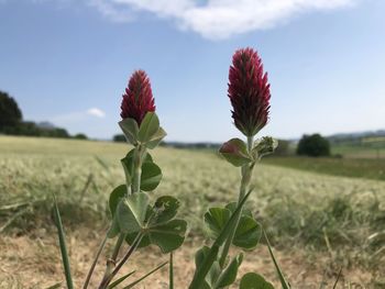 Close-up of flowering plant on field against sky