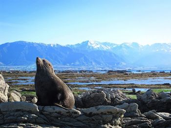 Seal on rock against clear sky