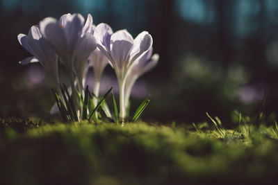 Close-up of white crocus flower on field