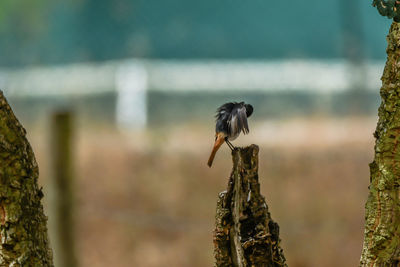 Close-up of bird perching on a tree