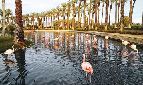 Birds in lake against trees