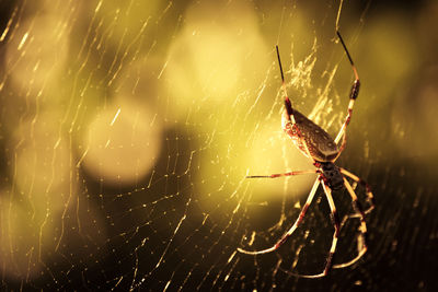 Close-up of spider on web