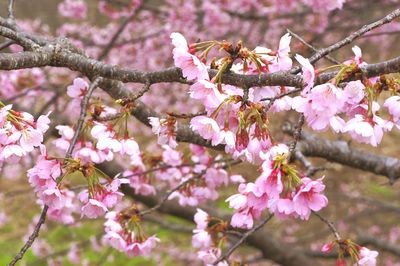 Close-up of pink flowers on branch