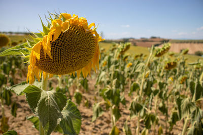 Close-up of sunflower against sky