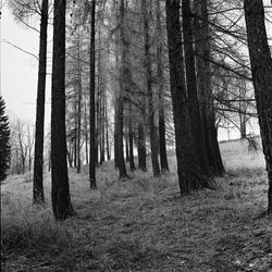 Trees growing in forest