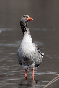 Close-up of duck