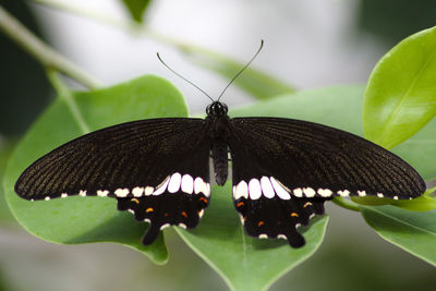 Butterfly on leaf