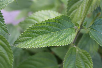 Close-up of green leaves