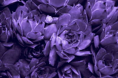 Full frame shot of purple roses