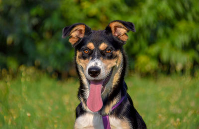 Portrait of dog sticking out tongue on field