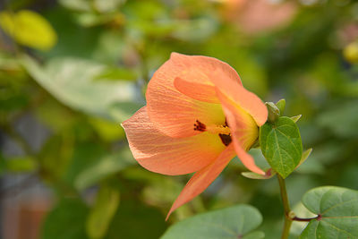 Close-up of orange rose flower