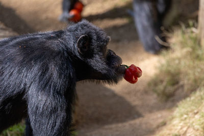 Chimpanzee with a red pepper in its mouth