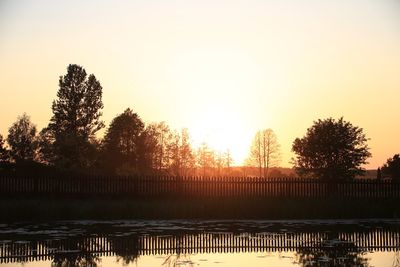 Sun shining through trees