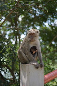 Low angle view of monkey sitting on tree