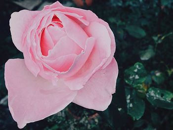 Close-up of pink rose blooming outdoors
