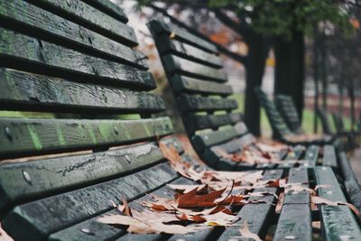 Close-up of fallen leaves on bench