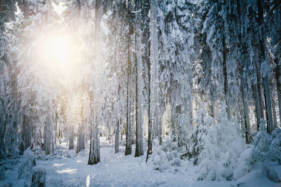 Sun shining through trees in forest