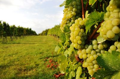 View of grapes in vineyard