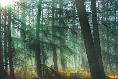 Trees in forest