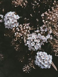 Close-up of cherry blossom