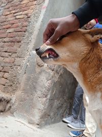 Midsection of man with dog