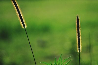 Close-up of grass growing on field