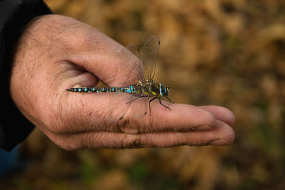 Close-up of hand holding dragonfly