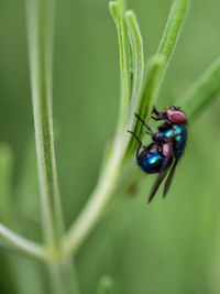 Close-up of fly on leaf