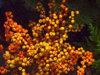 Close-up of yellow flowers
