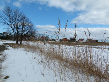 Bare trees against sky during winter