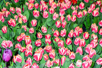 Full frame shot of pink tulips