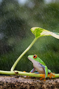 Frogs are taking shelter during heavy rain