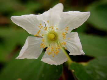 Close-up of white flower blooming outdoors