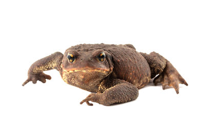 Close-up of lizard against white background