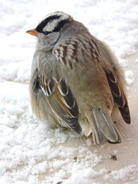 Close-up of bird on snow