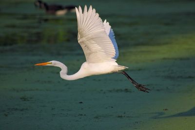 Crane flying over lake