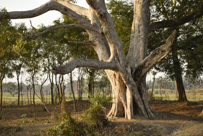 Trees on field in forest