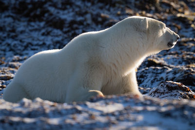 Polar bear lies on rocks turning head