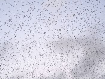 Low angle view of birds flying in sky