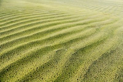 Full frame shot of agricultural field