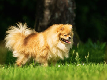 Portrait of a dog running on field