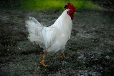 Close-up of rooster on field