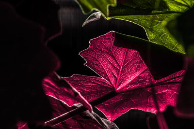 Close-up of red maple leaves