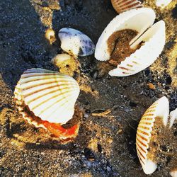 High angle view of seashell on beach