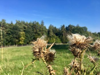 Close-up of wilted flower on field against sky