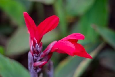 Close-up of red flower blooming outdoors