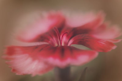 Close-up of pink flower