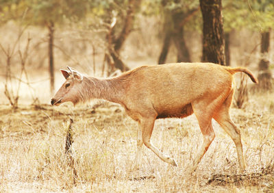 Deer walking on field