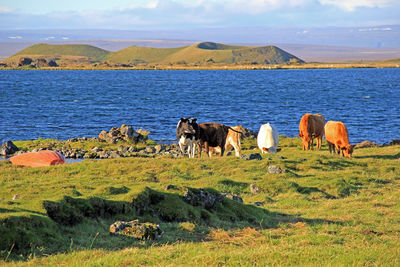 Idyllic landscape with a small herd of cows