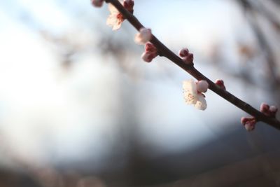 Close-up of cherry blossom on branch